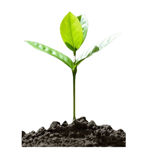 Plant Image